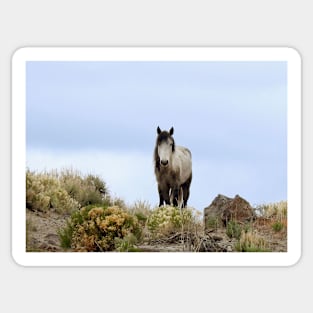 Wild horses, mustangs, Wild Pearl Sticker